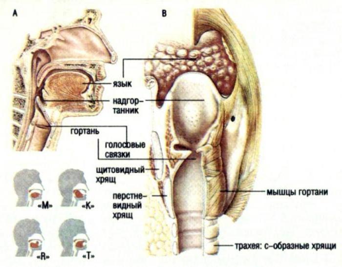 чем представлена гортань каковы ее функции