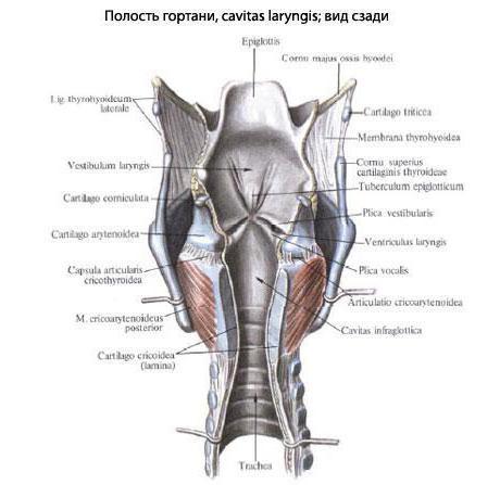 каковы функции гортани