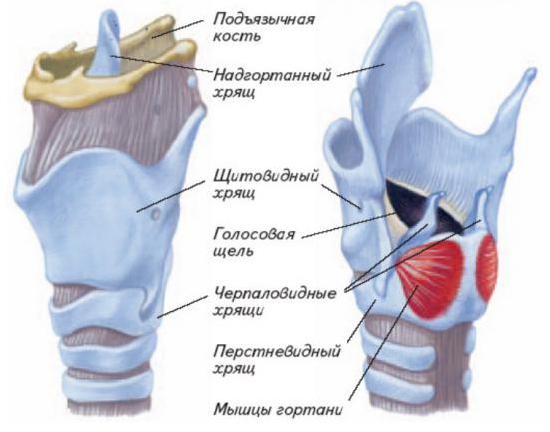 гортань функции