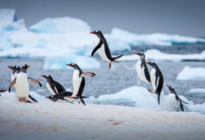 пингвины антарктиды интересные факты