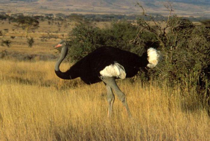 африканский страус описание 