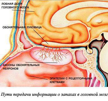 почему пропадает обоняние 