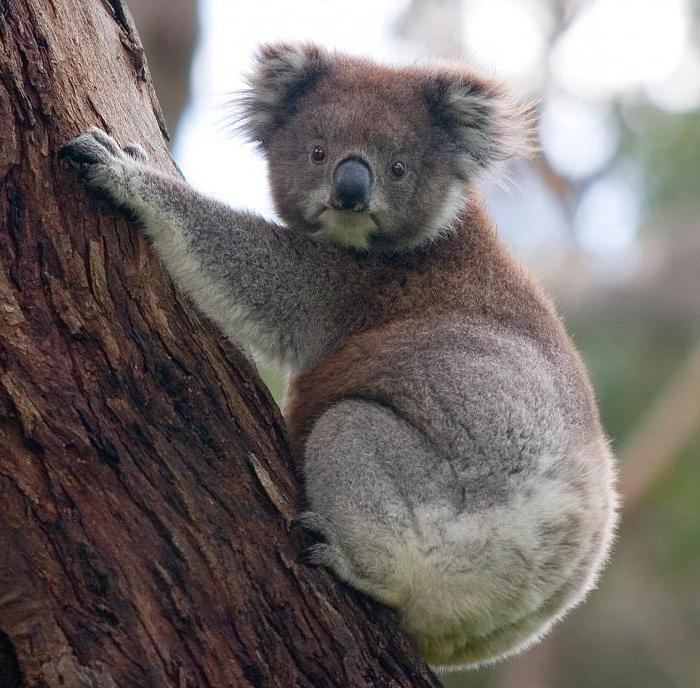 Где обитают коала
