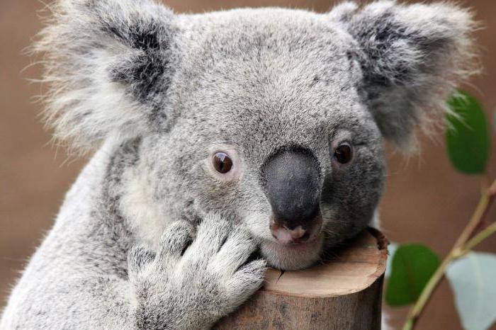Где живут, сколько спят и чем питаются сумчатые медведи — коалы