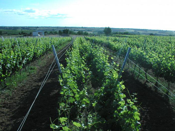 бажена виноград в средней полосе россии 