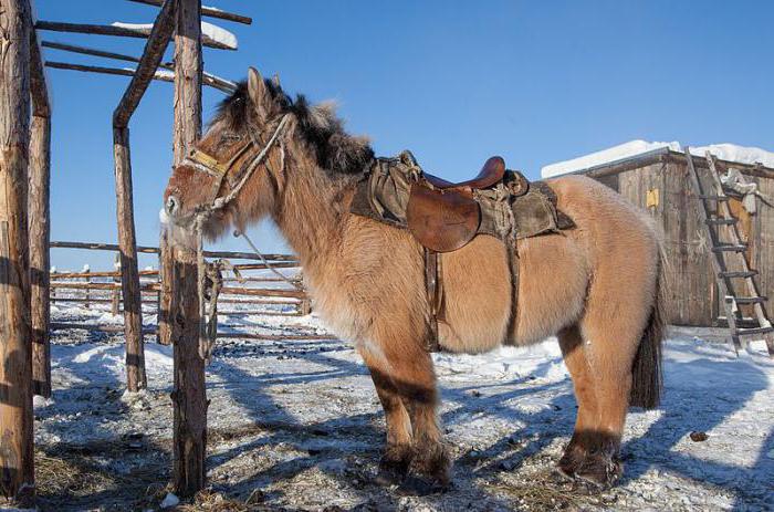  якутская лошадь цена 