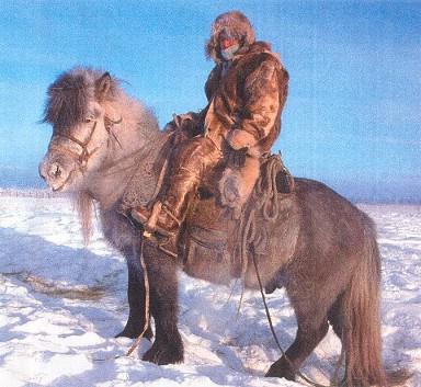  якутская лошадь нетребовательна
