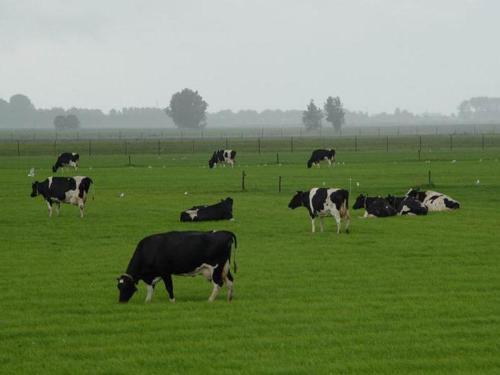 Черно-пестрая порода коров: характеристика, кормление