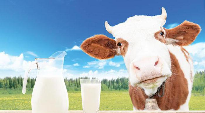 Можно ли ребенку молоко? Можно ли давать ребенку коровье молоко. Когда начинать приучать к нему детей