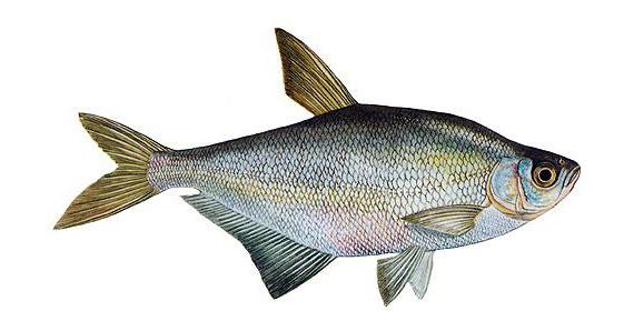 Рыба Синец