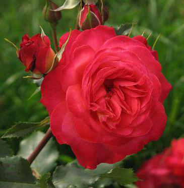 роза плетистая Мидсаммер фото