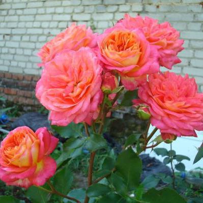 роза Мидсаммер фото и описание 