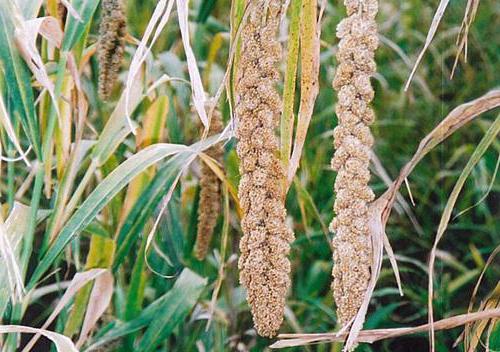 Вид проса зерно которого идет в пищу выращивают в китае