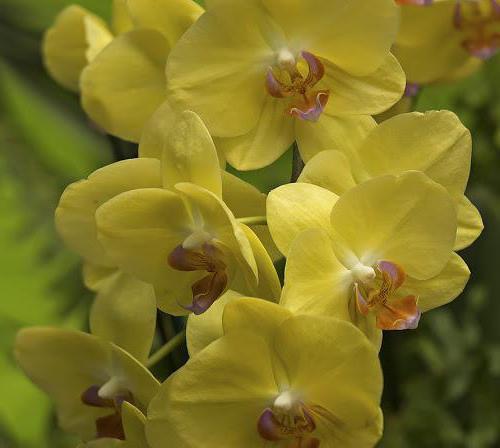 желтая орхидея фото