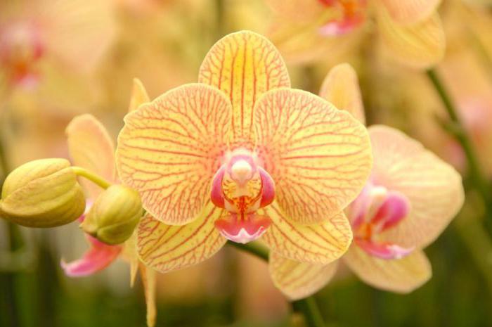 цветы орхидея желтая