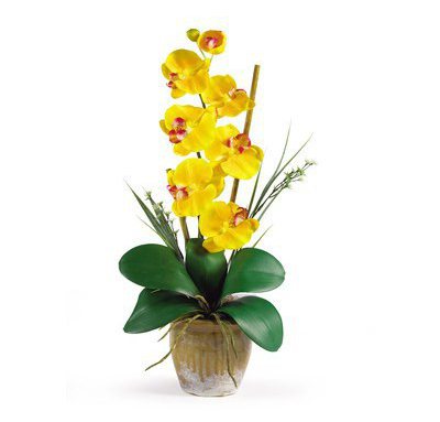 желтая орхидея в горшке