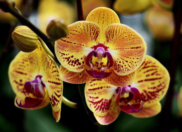 желтая орхидея что означает