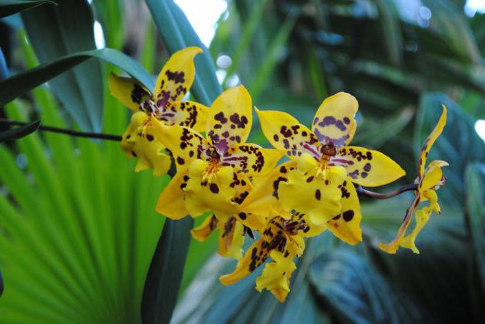 желтая орхидея виды