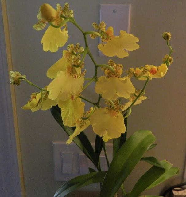 орхидеи желтые в крапинку