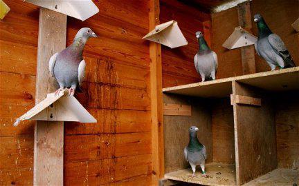 содержание домашних голубей
