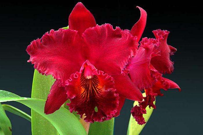 красная орхидея фото