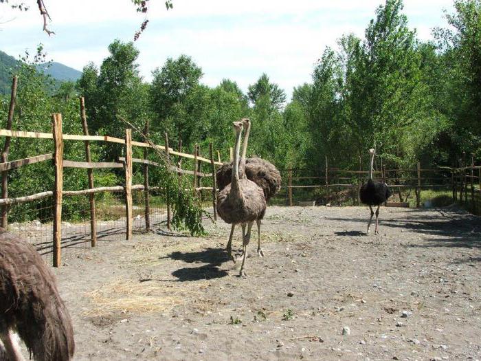 страусы разведение условия 