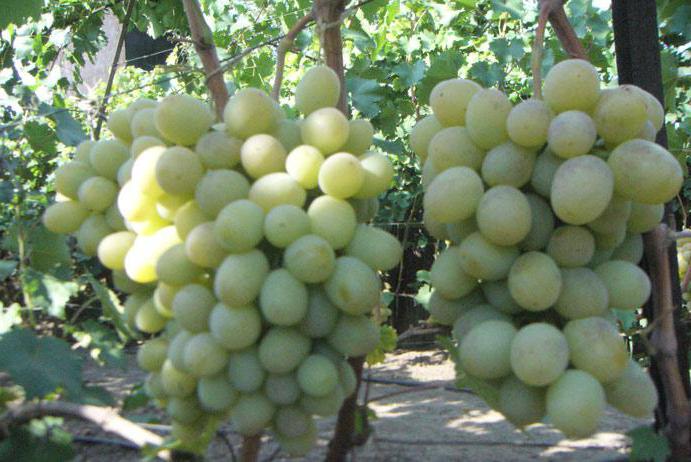 Сорт винограда Богатяновский