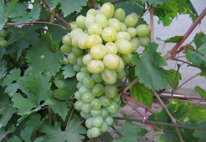 Богатяновский виноград описание