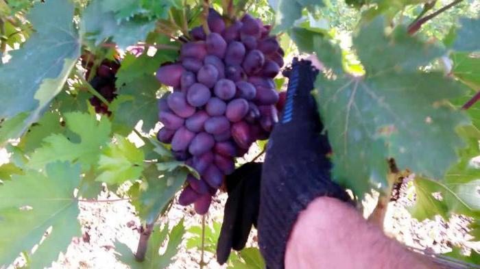 виноград красотка описание сорта фото
