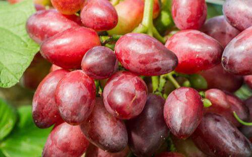  виноград красотка описание сорта