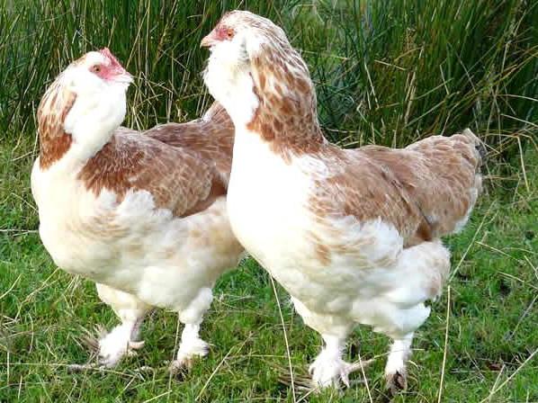 Курицы породы Фавероль 