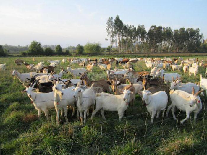 Веточный корм для коз
