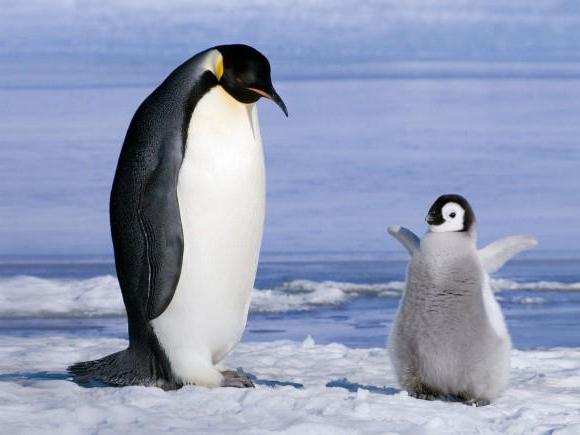 к чему снятся пингвины девушке
