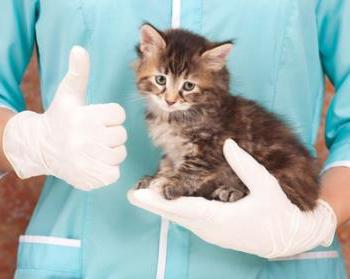 бозита корм для кошек отзывы ветеринаров