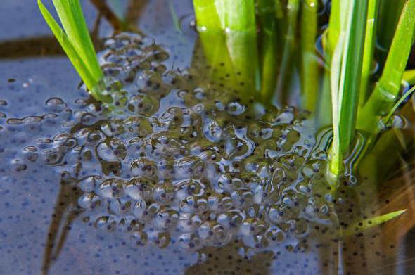 Приспособленность травяной лягушки к климатическим условиям