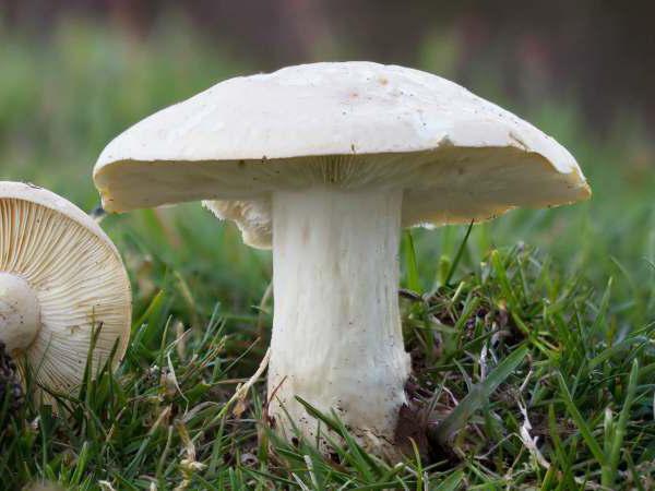 майские грибы