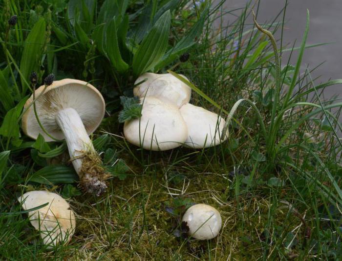 майские грибы фото и описание