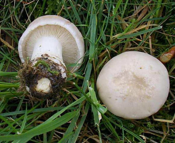 майский гриб фото