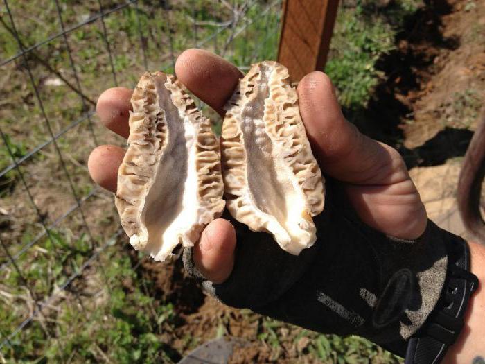 весенние грибы сморчки и строчки