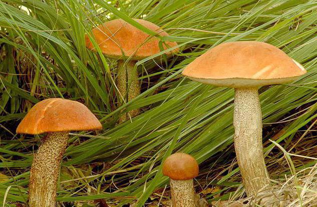 первые весенние грибы
