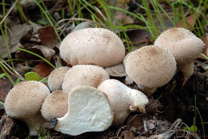 маслята грибы