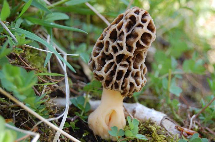 весенние грибы съедобные