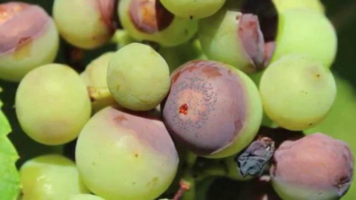болезни винограда антракноз