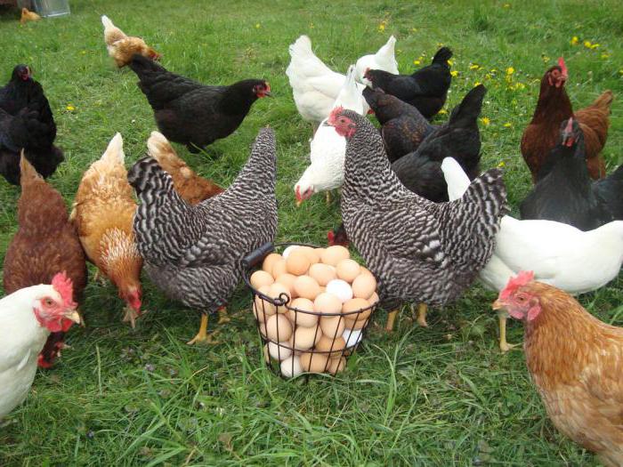курица несет яйца без скорлупы чем кормить