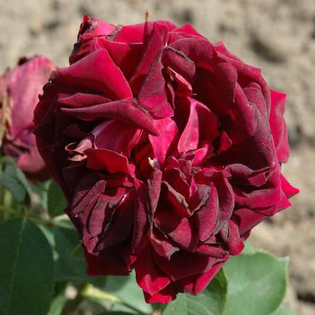  роза черный принц описание