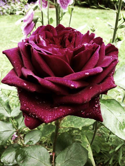  роза черный принц фото