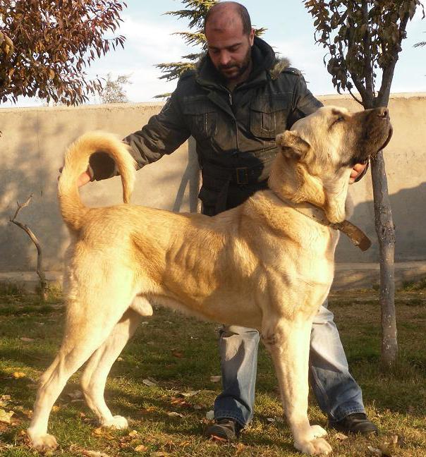 карабаш анатолийский собака фото