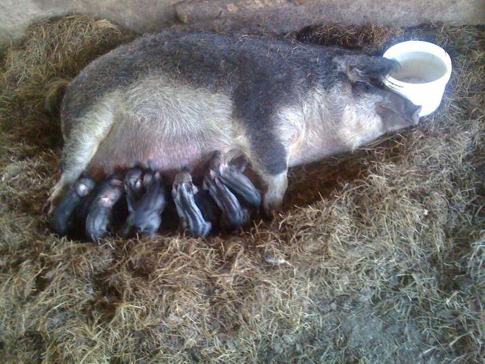 Порода свиней мангал - история происхождения