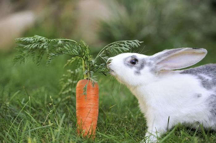 Какую траву едят кролики