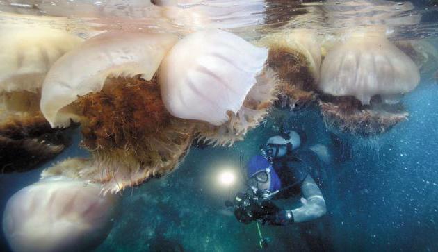Гидроид медуза: жизнедеятельность и среда обитания, питание и размножение